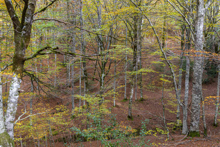 Comunidad Foral de Navarra 095 - Selva de Irati